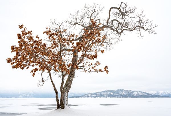 Winter Tree Hokkaido