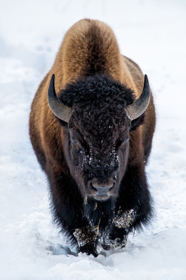 Yellowstone Bison