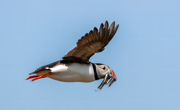 Puffin with Sand Eels