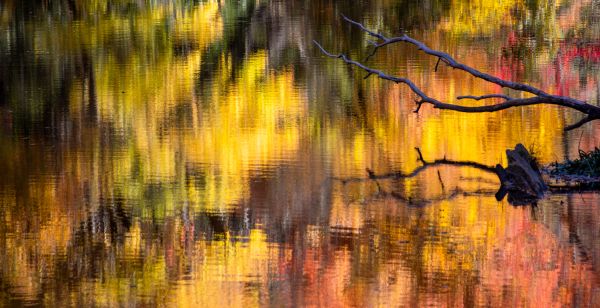 Fall Reflections 