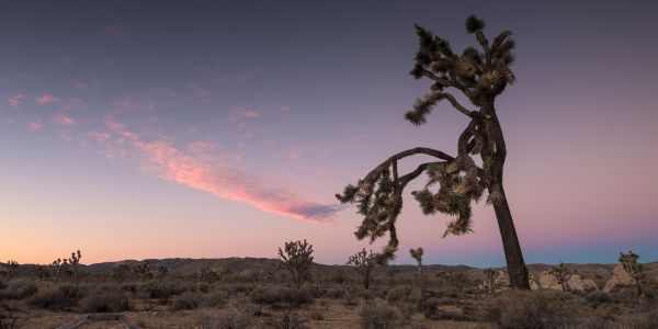 Joshua Tree