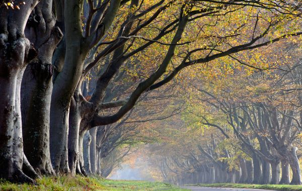 Badbury Beech Trees 