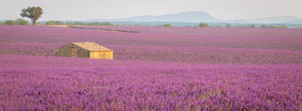 Lavender Fields