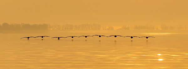 Incoming Pelicans