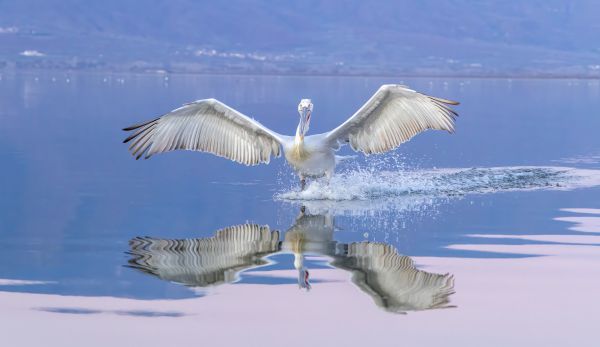 Juvenile Pelican