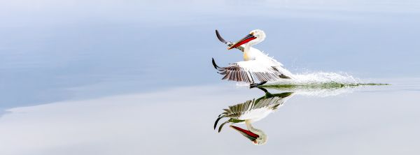 Pelican Crossing