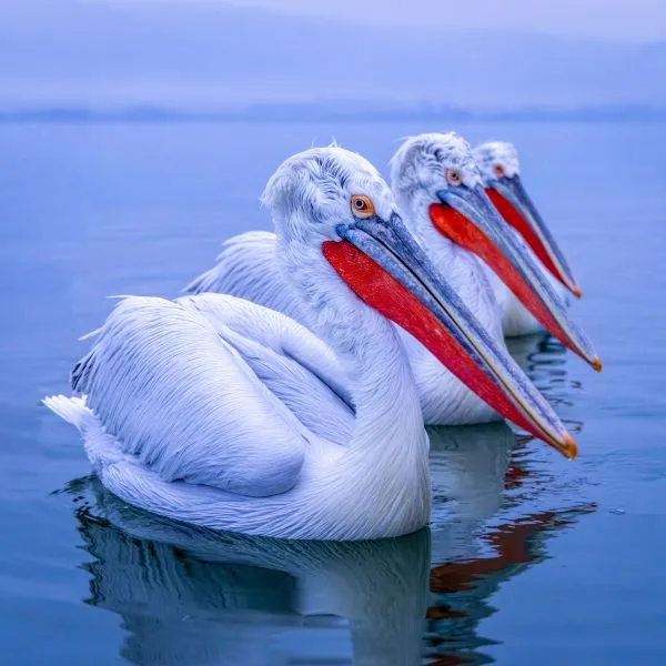 Pelicans