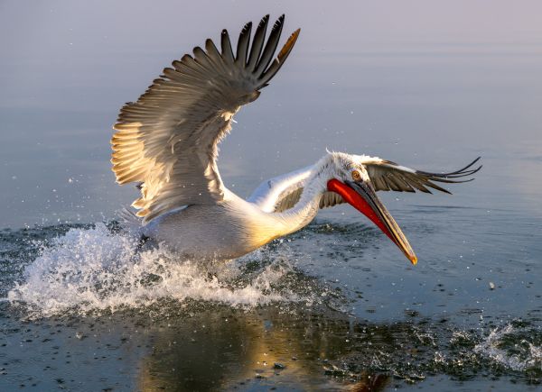 Jumping for Fish