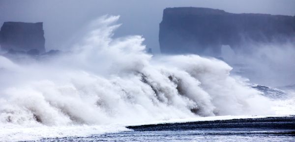 White Horses Iceland