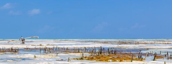 Seaweed Farming