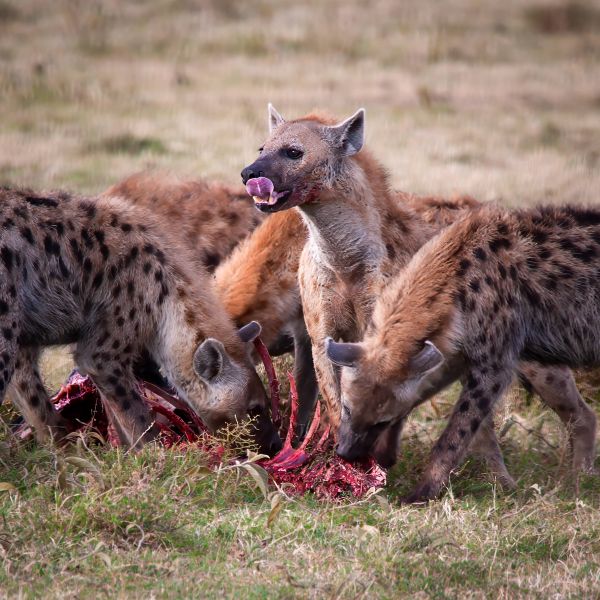 Feeding Time