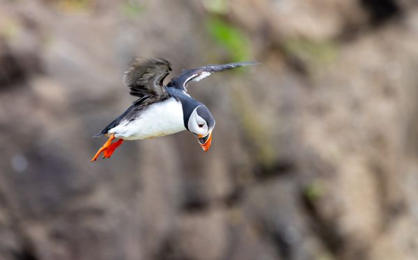 Puffin in Flight