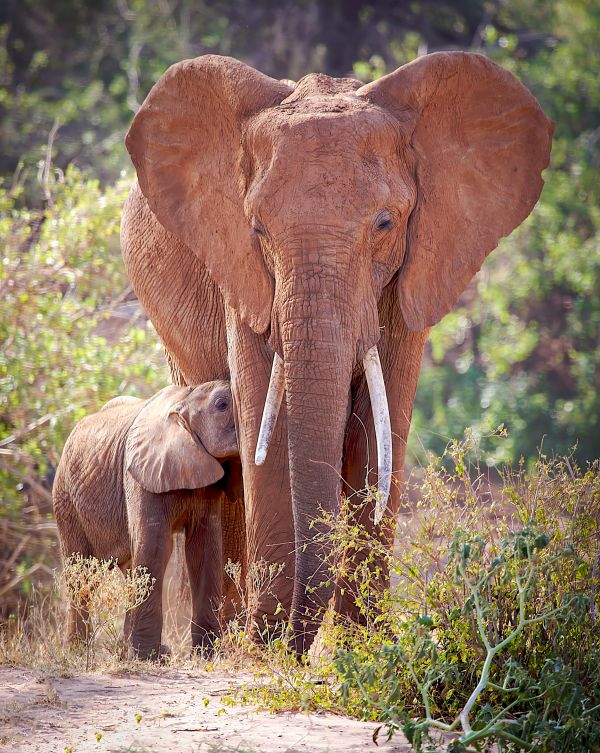 Calf and Mother